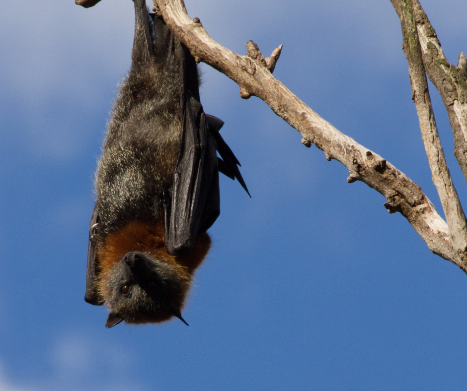 Why don't bats fall when they sleep? 
