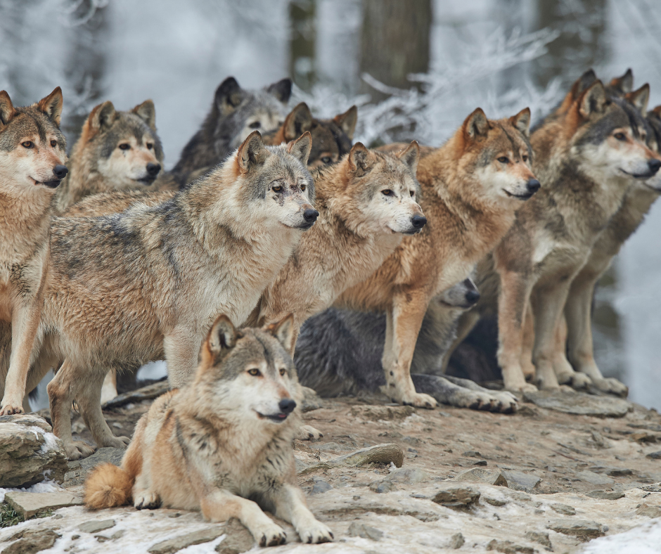 How to Survive a Wolf Attack: Avoid Confrontations with Wolves