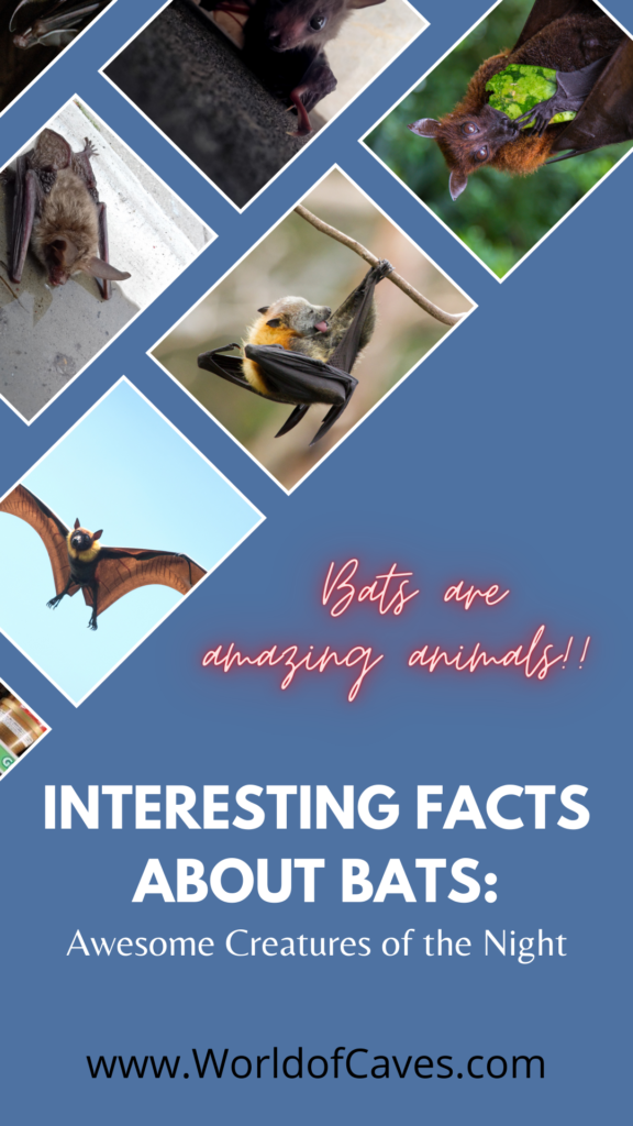 Interesting Facts About Bats: Awesome Creatures of the Night