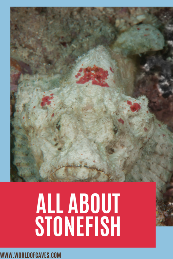 All You Could Want to Know about Stonefish
