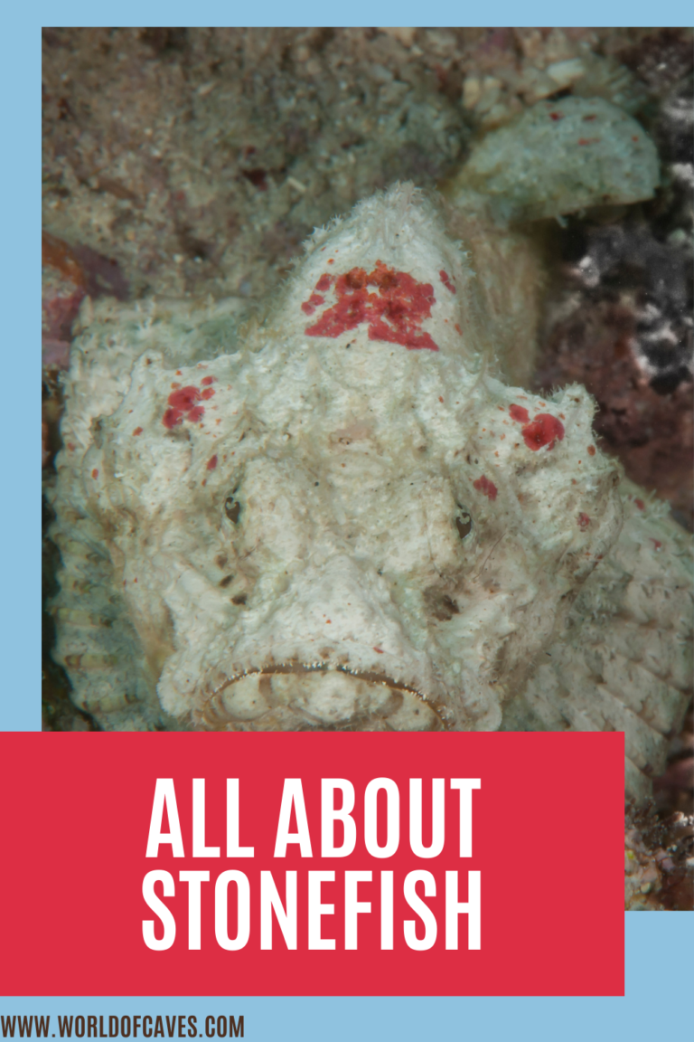 All You Could Want to Know about Stonefish World of Caves