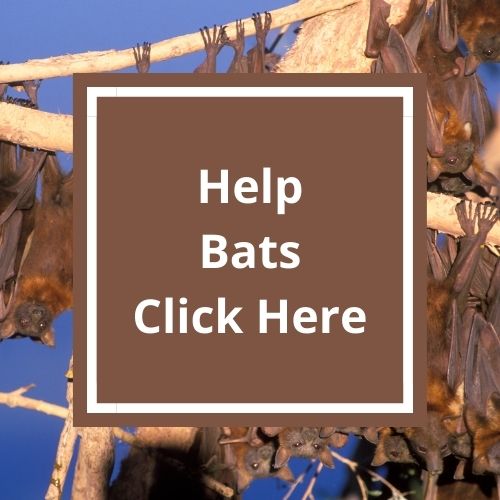 Provide a safe bat habitat