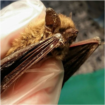 white nose disease in bats from witd things sanctuary dot org