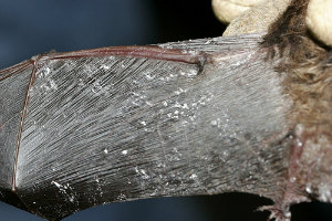 White Nose Disease in Bats: What You Need to Know and How to Help