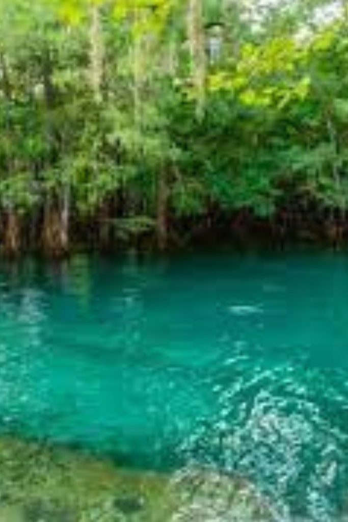 Ultimate Guide to Manatee Springs State Park, Florida (Tours, Pricing, History, Map)