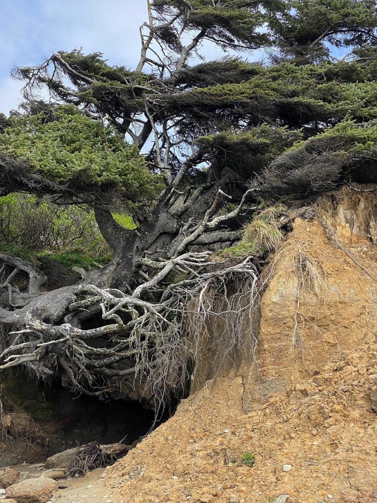 Ultimate Guide to Tree Root Cave, Washington (Tours, Pricing, History, Map)