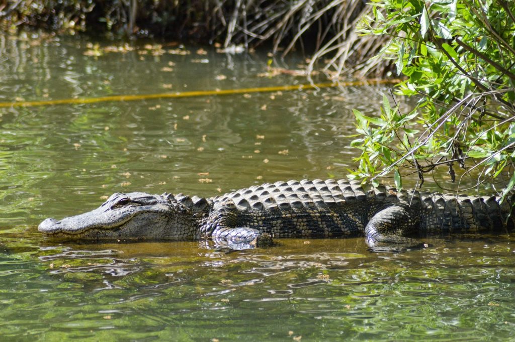 Manatee Springs State Park alligator